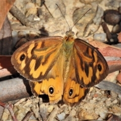 Heteronympha merope (Common Brown Butterfly) at Paddys River, ACT - 1 Jan 2019 by JohnBundock