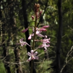 Dipodium roseum (Rosy Hyacinth Orchid) at Paddys River, ACT - 2 Jan 2019 by JohnBundock