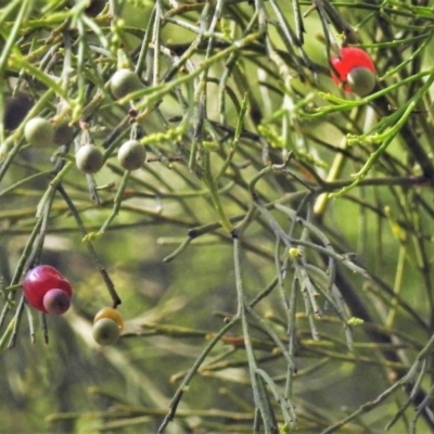 Exocarpos cupressiformis (Cherry Ballart) at Paddys River, ACT - 2 Jan 2019 by JohnBundock