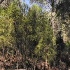 Exocarpos cupressiformis at Paddys River, ACT - 2 Jan 2019