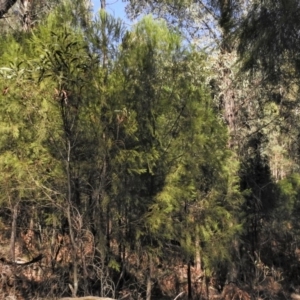 Exocarpos cupressiformis at Paddys River, ACT - 2 Jan 2019 09:53 AM