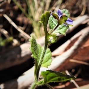 Veronica calycina at Paddys River, ACT - 2 Jan 2019