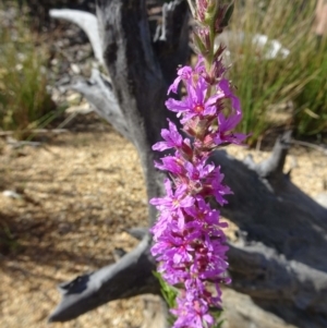 Lythrum salicaria at Molonglo Valley, ACT - 20 Dec 2018