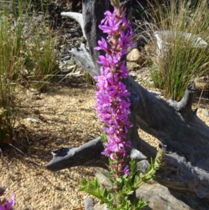 Lythrum salicaria at Molonglo Valley, ACT - 20 Dec 2018 08:10 AM