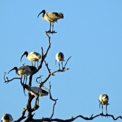 Threskiornis molucca (Australian White Ibis) at Hume, ACT - 1 Jan 2019 by RodDeb