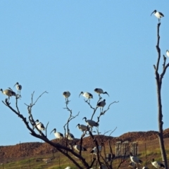 Threskiornis molucca at Hume, ACT - 1 Jan 2019 07:30 PM