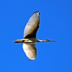 Threskiornis molucca at Hume, ACT - 1 Jan 2019 07:30 PM