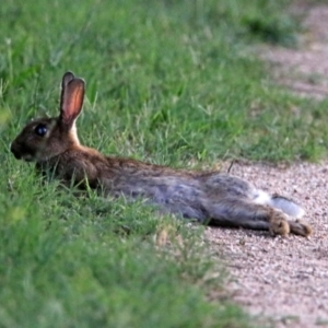 Oryctolagus cuniculus at Fyshwick, ACT - 1 Jan 2019