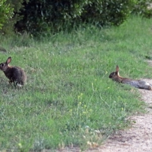 Oryctolagus cuniculus at Fyshwick, ACT - 1 Jan 2019