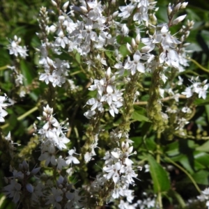 Veronica derwentiana subsp. maideniana at Paddys River, ACT - 2 Jan 2019