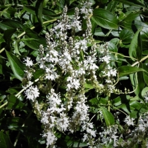 Veronica derwentiana subsp. maideniana at Paddys River, ACT - 2 Jan 2019