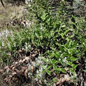 Veronica derwentiana subsp. maideniana at Paddys River, ACT - 2 Jan 2019 10:45 AM