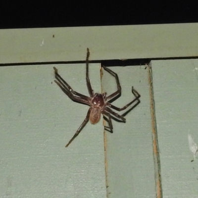 Delena cancerides (Social huntsman spider) at Jerrabomberra Wetlands - 1 Jan 2019 by RodDeb