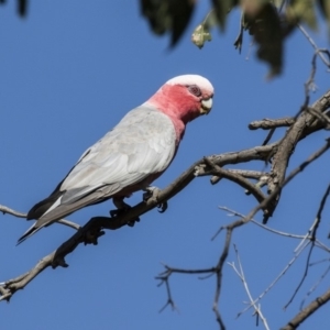 Eolophus roseicapilla at Weetangera, ACT - 2 Jan 2019 08:29 AM