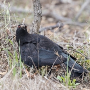 Corcorax melanorhamphos at Dunlop, ACT - 2 Jan 2019 01:16 PM