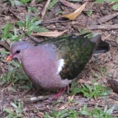 Chalcophaps longirostris (Pacific Emerald Dove) at Jervis Bay, JBT - 25 Mar 2017 by michaelb