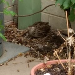 Coturnix japonica (Japanese Quail) at Chapman, ACT - 31 Dec 2018 by BarrieR