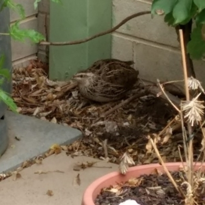 Coturnix japonica (Japanese Quail) at Chapman, ACT - 31 Dec 2018 by BarrieR