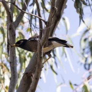 Acridotheres tristis at Weetangera, ACT - 2 Jan 2019