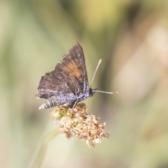 Lucia limbaria (Chequered Copper) at Weetangera, ACT - 1 Jan 2019 by AlisonMilton