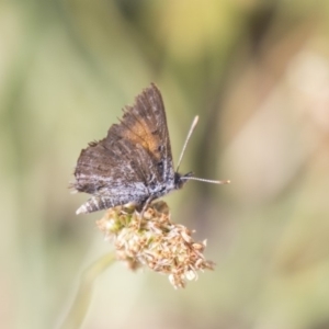 Lucia limbaria at Weetangera, ACT - 2 Jan 2019 09:12 AM