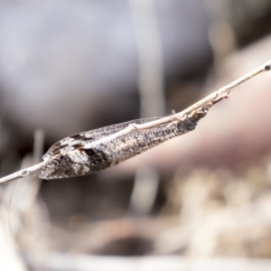 Glenoleon sp. (genus) at Dunlop, ACT - 2 Jan 2019 09:27 AM