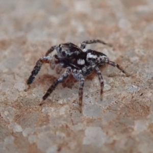 Jotus sp. (genus) at Wombeyan Caves, NSW - 31 Dec 2018 03:23 PM