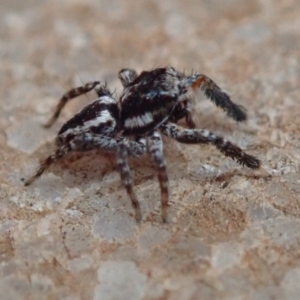 Jotus sp. (genus) at Wombeyan Caves, NSW - 31 Dec 2018