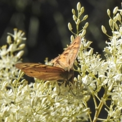 Heteronympha merope (Common Brown Butterfly) at Aranda, ACT - 26 Dec 2018 by KMcCue