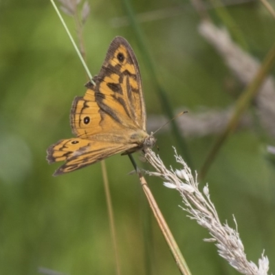 Heteronympha merope (Common Brown Butterfly) at Dunlop, ACT - 1 Jan 2019 by AlisonMilton