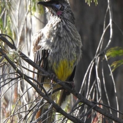 Anthochaera carunculata (Red Wattlebird) at Aranda, ACT - 26 Dec 2018 by KMcCue