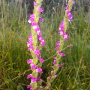 Spiranthes australis at Fadden, ACT - 2 Jan 2019