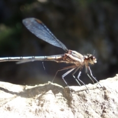 Diphlebia lestoides (Whitewater Rockmaster) at Wombeyan Karst Conservation Reserve - 31 Dec 2018 by Laserchemisty