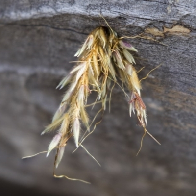 Isodontia sp. (genus) (Unidentified Grass-carrying wasp) at The Pinnacle - 2 Jan 2019 by AlisonMilton