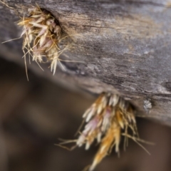 Isodontia sp. (genus) at Dunlop, ACT - 2 Jan 2019