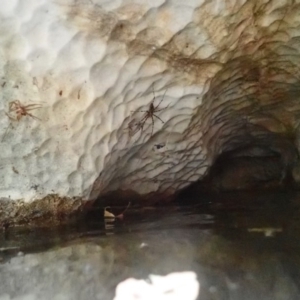 Megadolomedes australianus at Wombeyan Caves, NSW - 1 Jan 2019