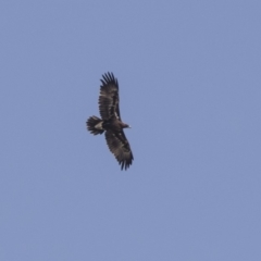 Aquila audax (Wedge-tailed Eagle) at Dunlop, ACT - 2 Jan 2019 by AlisonMilton