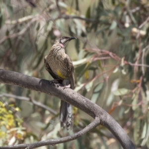 Anthochaera carunculata at Dunlop, ACT - 2 Jan 2019