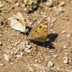 Junonia villida (Meadow Argus) at Dunlop, ACT - 1 Jan 2019 by AlisonMilton