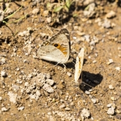 Junonia villida at Dunlop, ACT - 2 Jan 2019