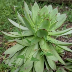 Sempervivum tectorum (Common Houseleek) at Barracks Flat Drive Reserve - 2 Jan 2019 by Speedsta