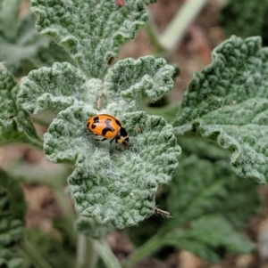 Coccinella transversalis at Karabar, NSW - 2 Jan 2019