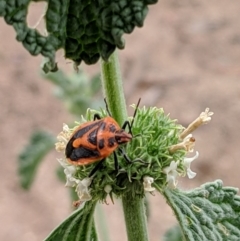 Agonoscelis rutila (Horehound bug) at Barracks Flat Drive Reserve - 2 Jan 2019 by Speedsta