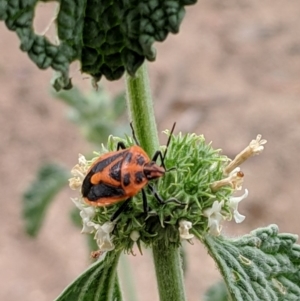 Agonoscelis rutila at Karabar, NSW - 2 Jan 2019 04:26 PM