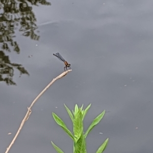 Nososticta solida at Karabar, NSW - 2 Jan 2019