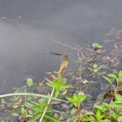 Nososticta solida at Karabar, NSW - 2 Jan 2019