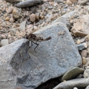 Apiocera sp. (genus) at Karabar, NSW - 2 Jan 2019 03:51 PM