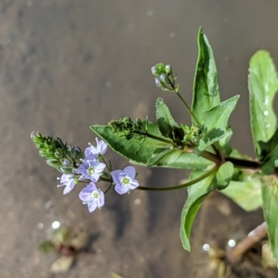 Veronica anagallis-aquatica (Blue Water Speedwell) at Karabar, NSW - 2 Jan 2019 by Speedsta