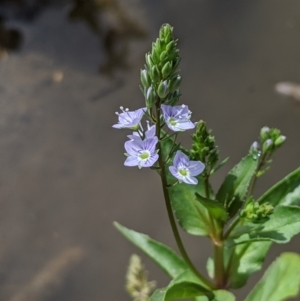 Veronica anagallis-aquatica at Karabar, NSW - 2 Jan 2019 03:56 PM