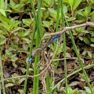 Ischnura heterosticta at Karabar, NSW - 2 Jan 2019 03:20 PM